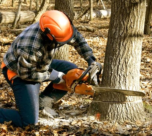 Tree Removal in Dafter, MI